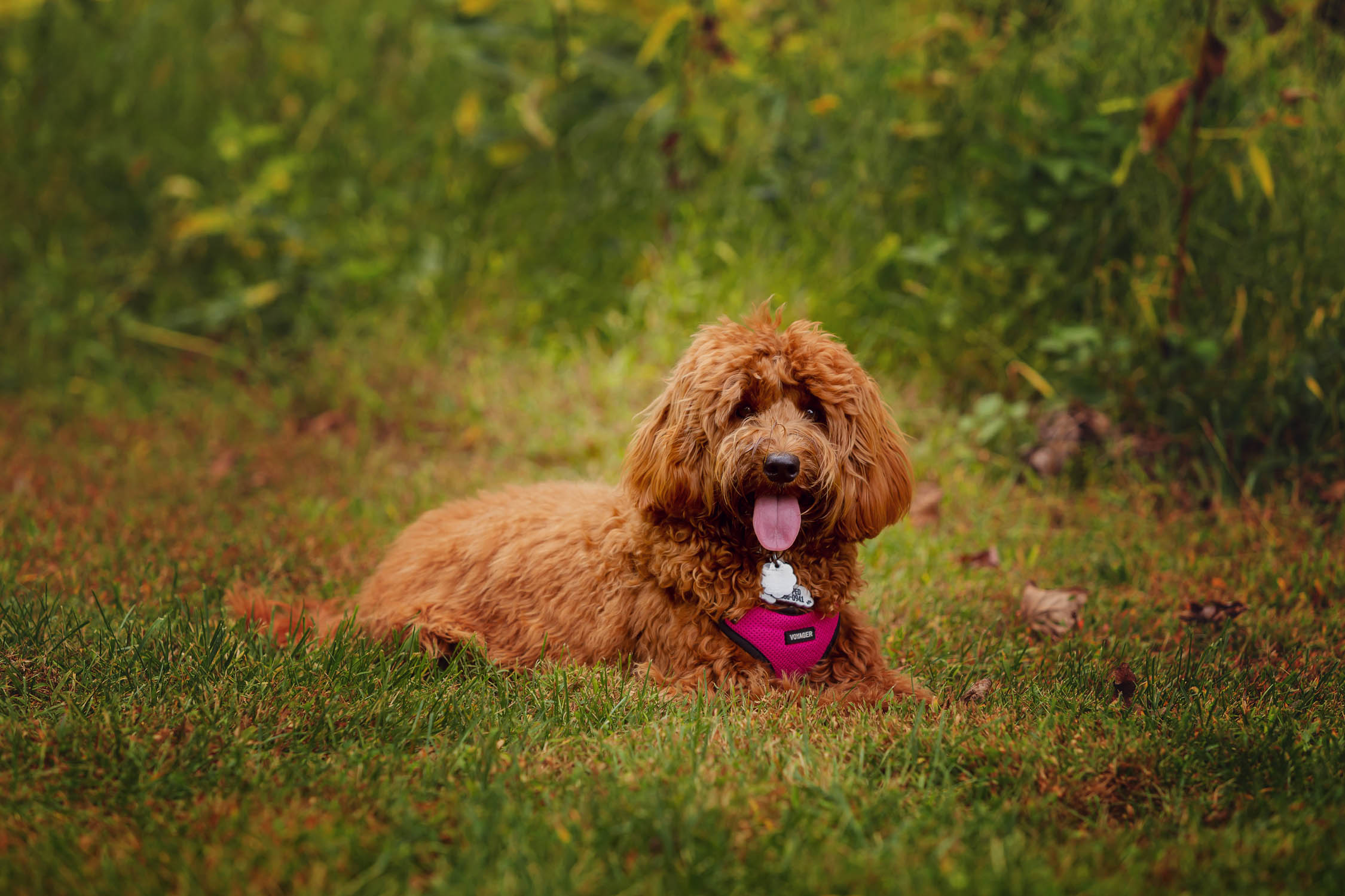 puppy laying in grass Parsippany NJ photographer